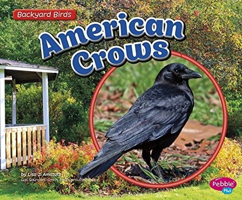 American Crows (Backyard Birds)