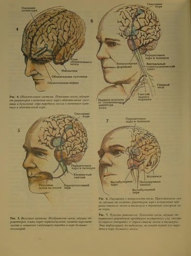 Mozg, razum i povedenie