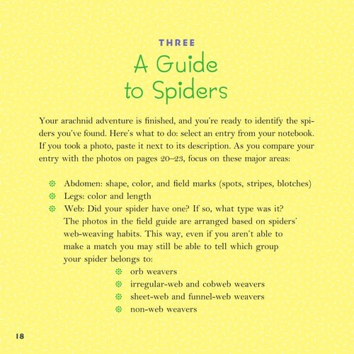 Spiders - Backyard Safari