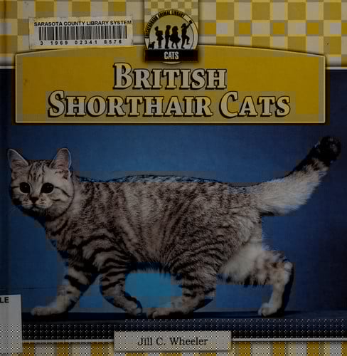 British shorthair cats