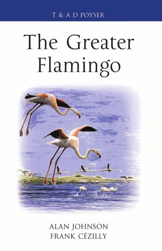 The greater flamingo