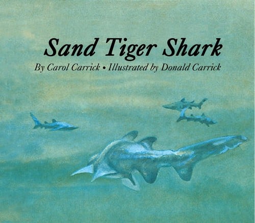 Sand tiger shark