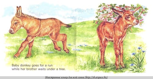 Baby Farm Animals