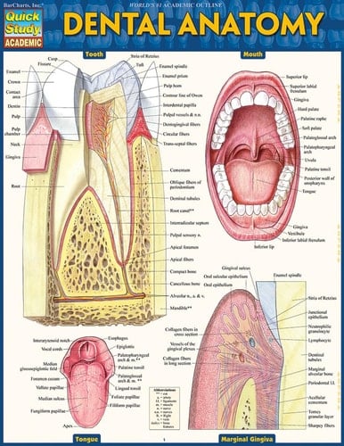 Dental Anatomy QuickStudy Laminated Reference Guide