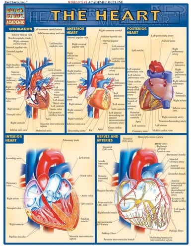 Heart QuickStudy Laminated Reference Guide