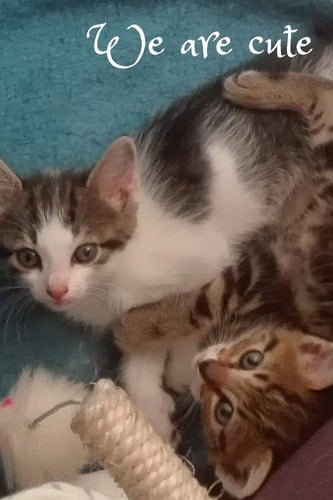 We Are Cute Series with Cats