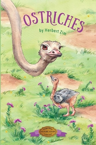 Ostriches