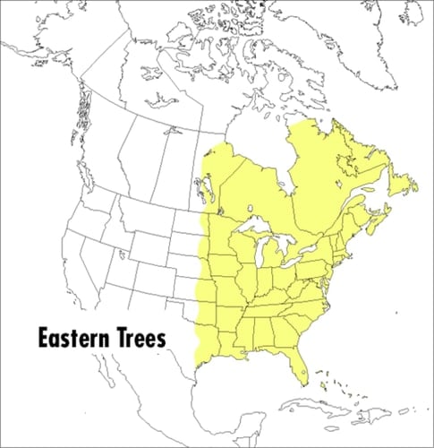 A Field Guide to Eastern Trees Eastern United States and Canada, Including the Midwest