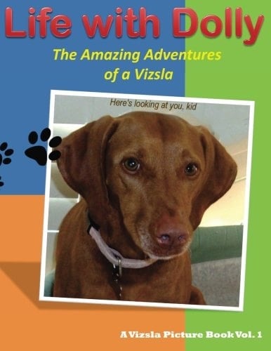 Life with Dolly The Amazing Adventures of a Vizsla