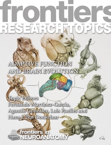 Adaptive Function and Brain Evolution
