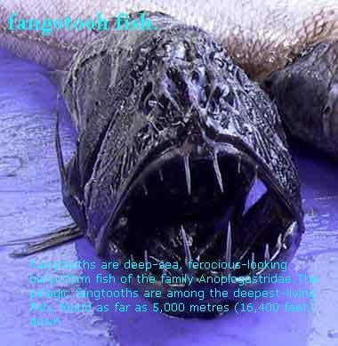 The strange world of sea mammals.