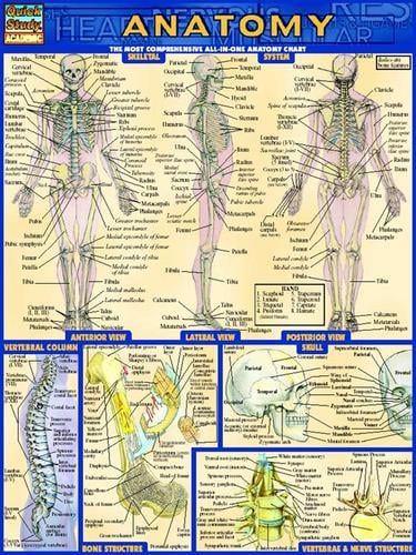 QuickStudy - Anatomy